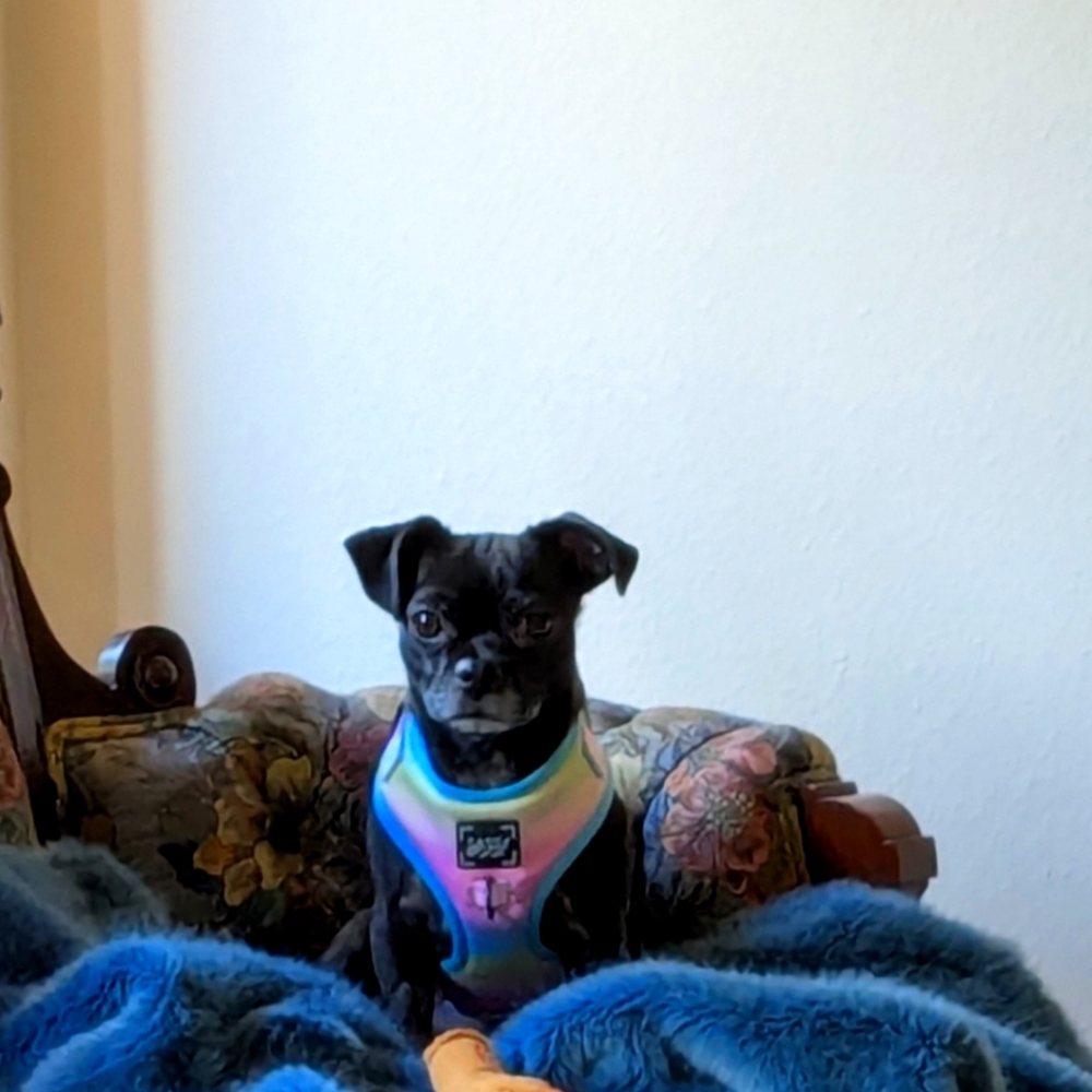 Meet your Posher, Caroline